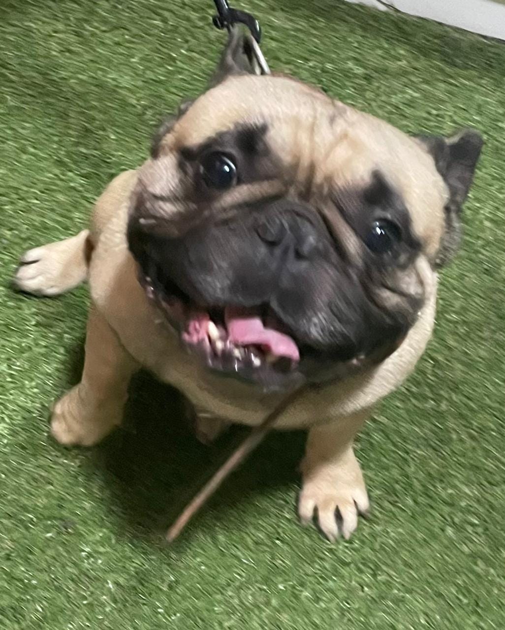 Mascota 4